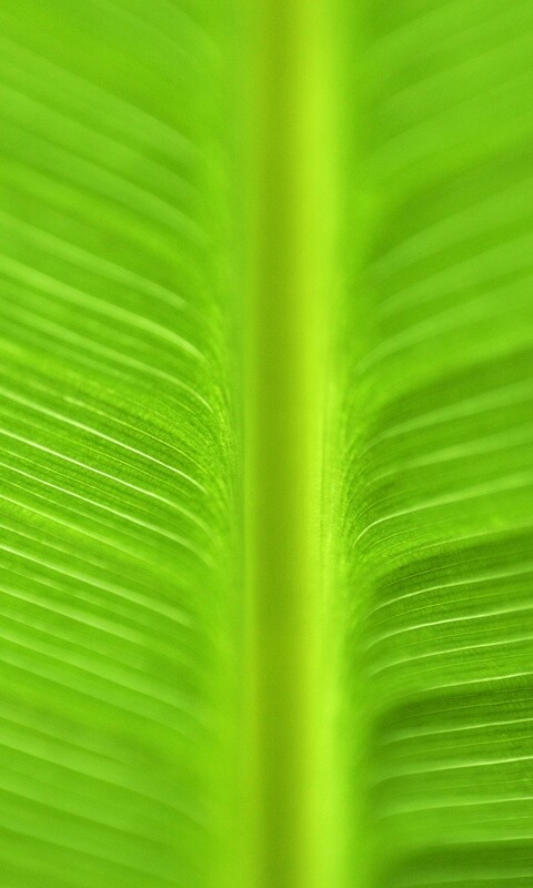 Макро фото листа обои