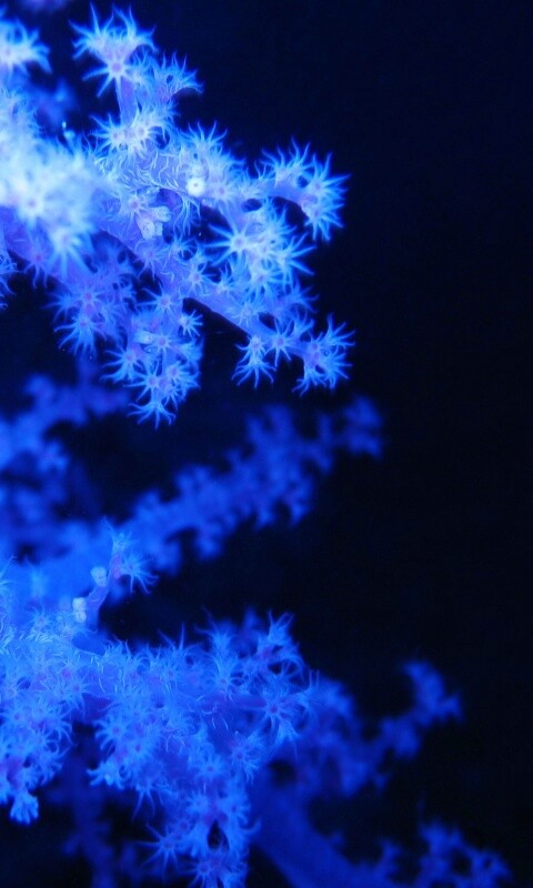 Кораллы обои