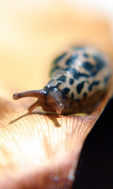 Ползущая улитка обои