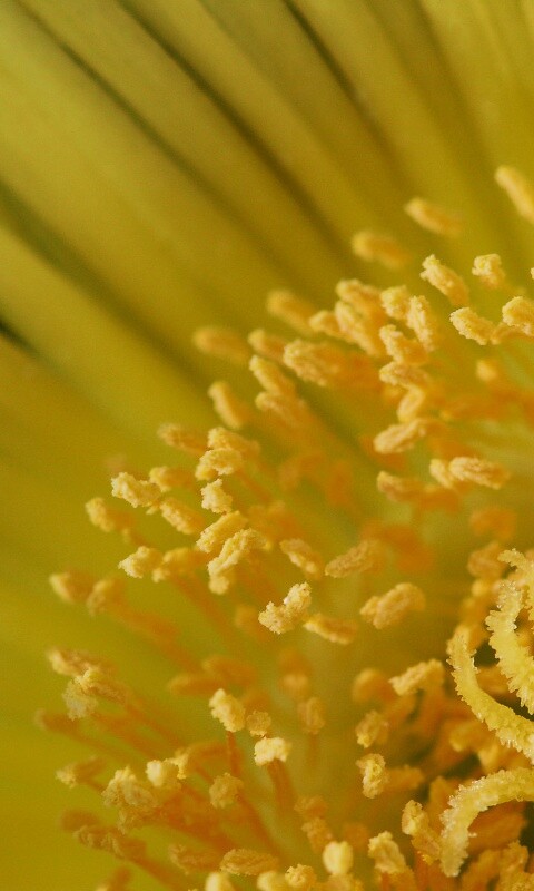 Желтый цветок обои