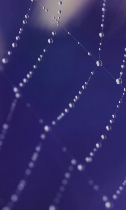 Паучья сеть обои