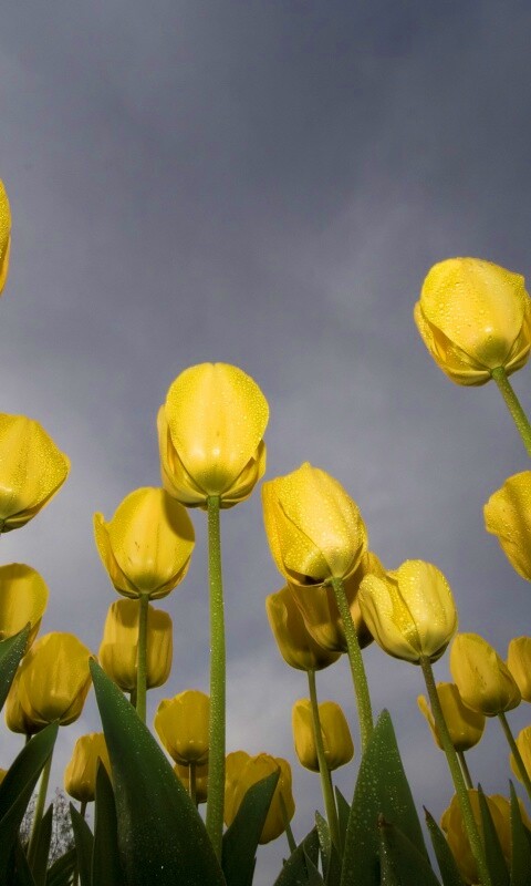 Жёлтые тюльпаны обои