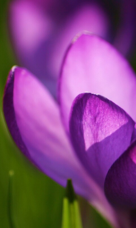 Фиолетовый крокус обои