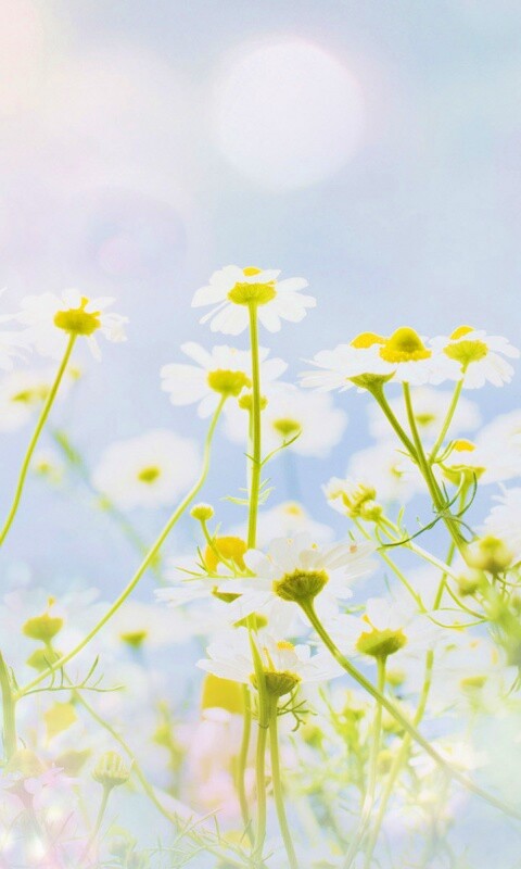 Цветочное лето обои