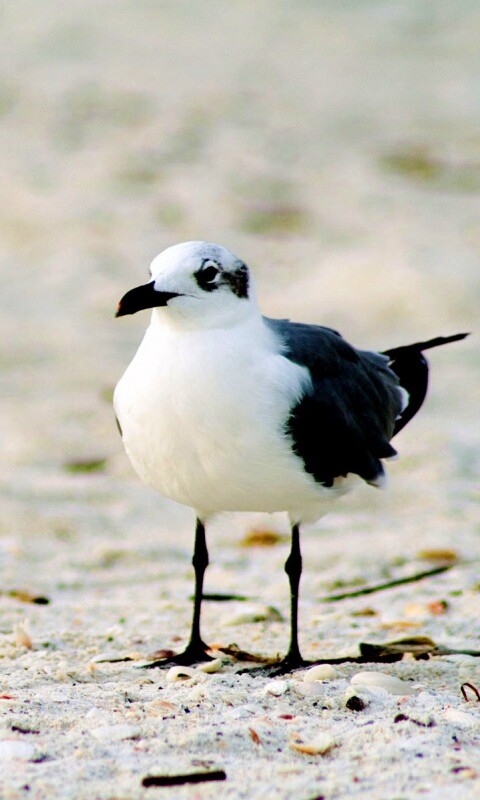 Важная чайка обои