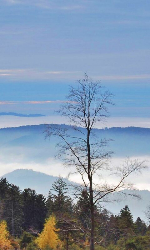 Холмы в тумане обои