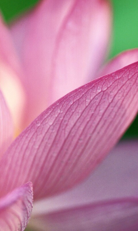 Лепестки цветов обои