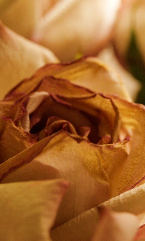 Увядающая роза обои