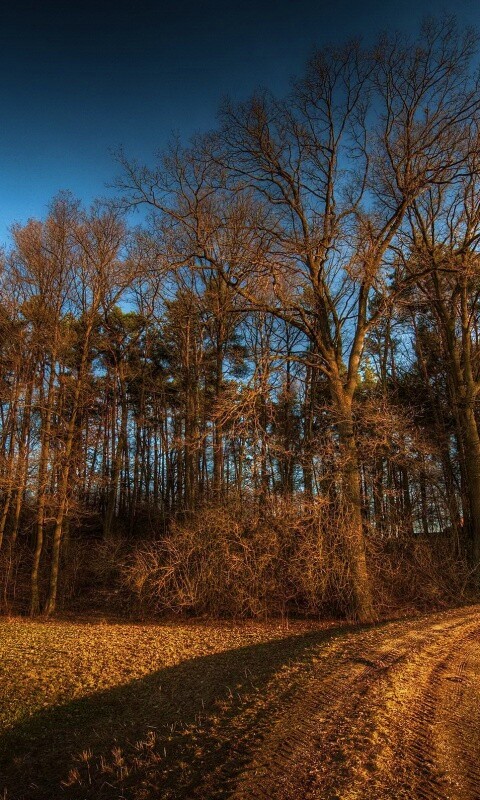 Дорога в лес обои