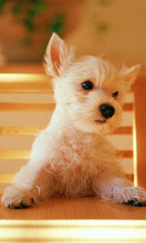 Щенок на стуле обои