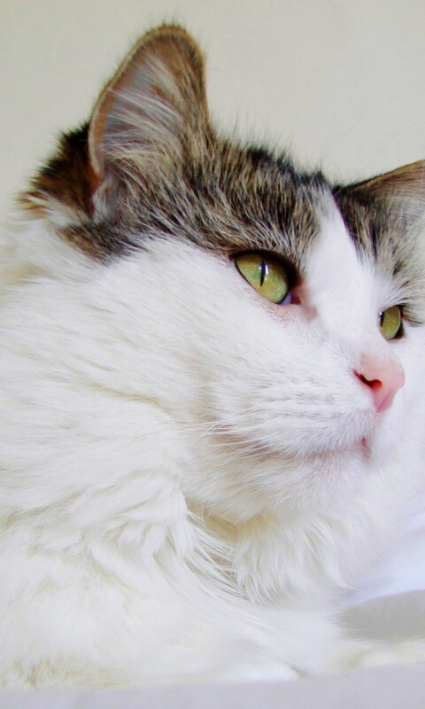Белый кот с серой макушкой обои