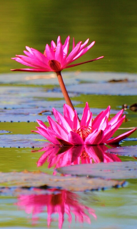 Цветущие кувшинки обои