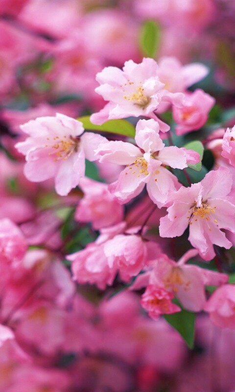 Весенние цветы обои