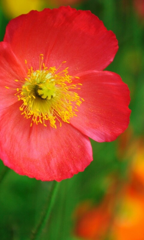 Красивый красный цветок обои