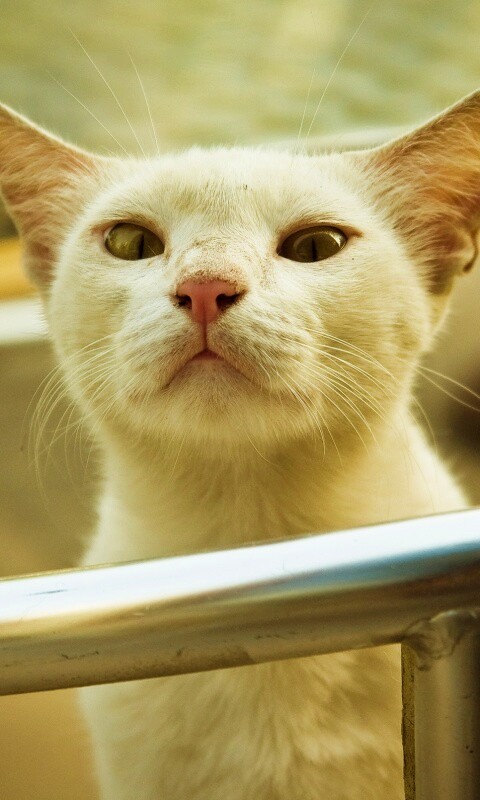 Настороженно принюхивающийся кот обои