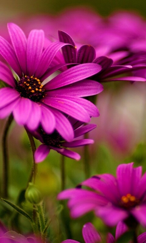 Яркие фиолетовые цветы обои