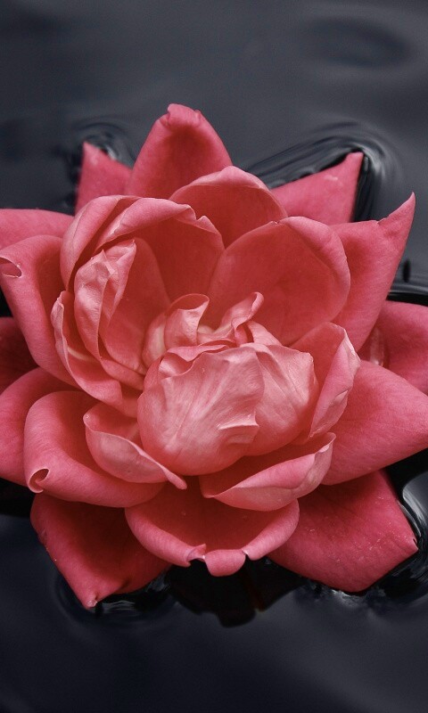 Красивый цветок на воде обои