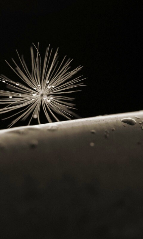 Прилипшая пушинка обои