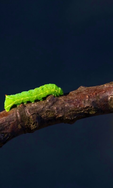 Гусеница на ветке обои