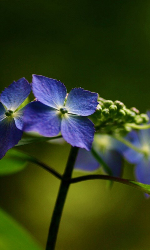 Нежно-синие цветы обои