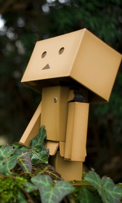 Danbo смотрит вверх обои
