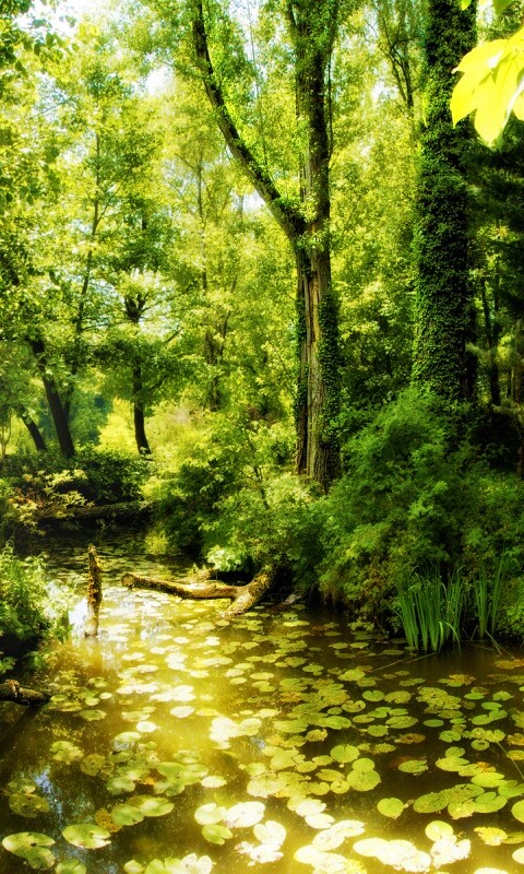 Пруд в лесу обои