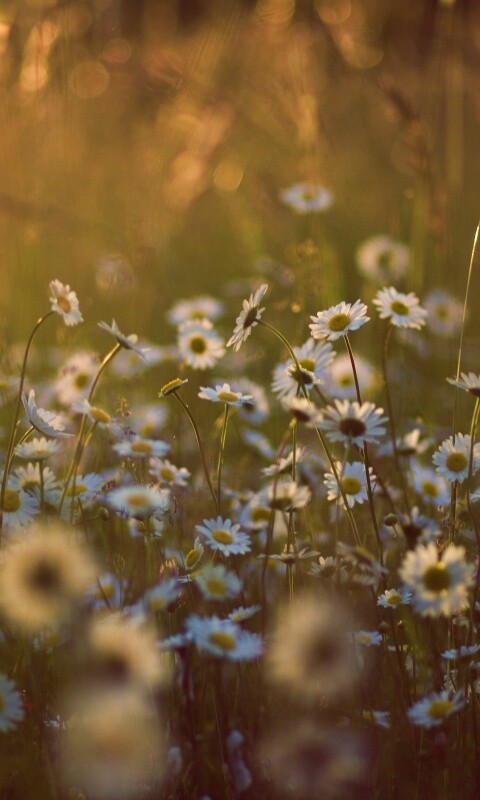 Поле ромашек обои