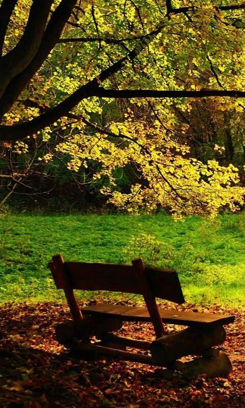 Скамейка под деревом обои