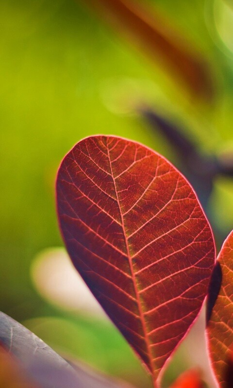 Красные листья обои