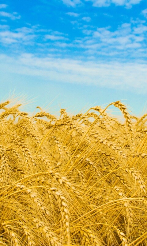 Колосья в поле обои