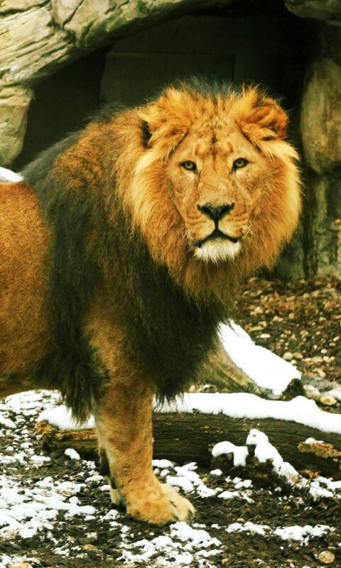 Красивый лев в лесу обои
