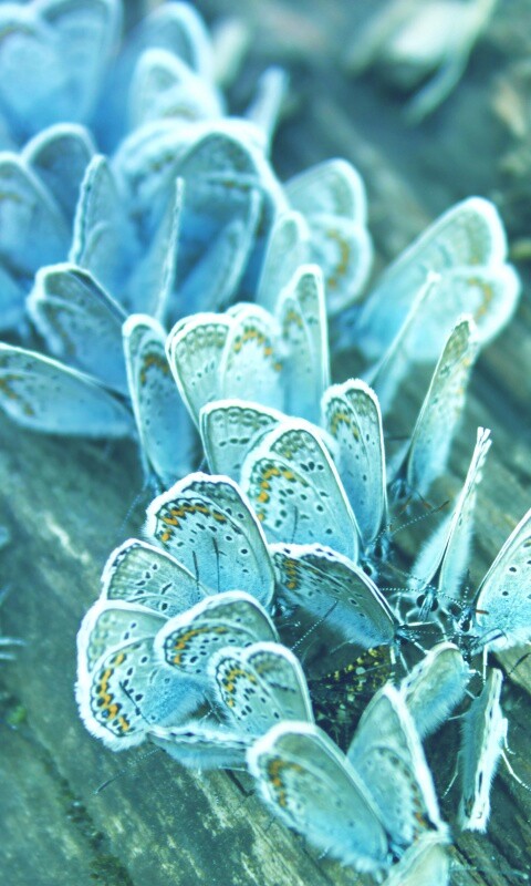 Голубые бабочки обои