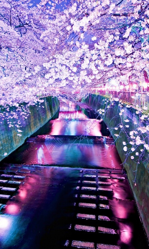 Река и цветение сакуры обои