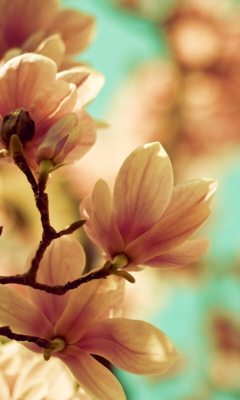 Цветы магнолии обои