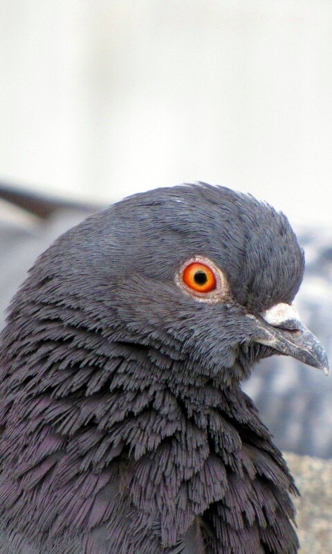 Смотрит в самую душу обои