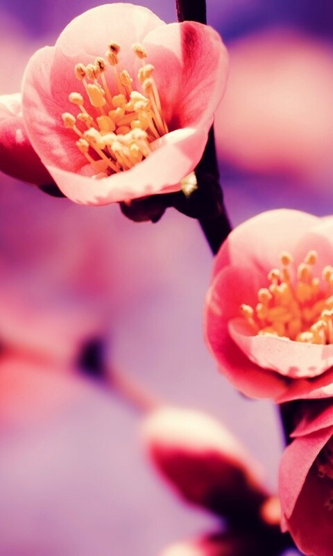 Великолепный цветок обои