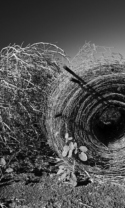 Клубок сена обои