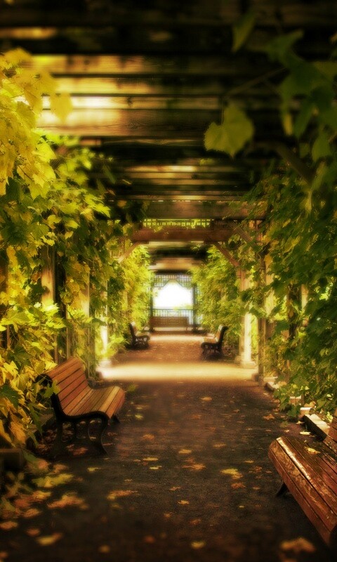 Узкая аллейка обои