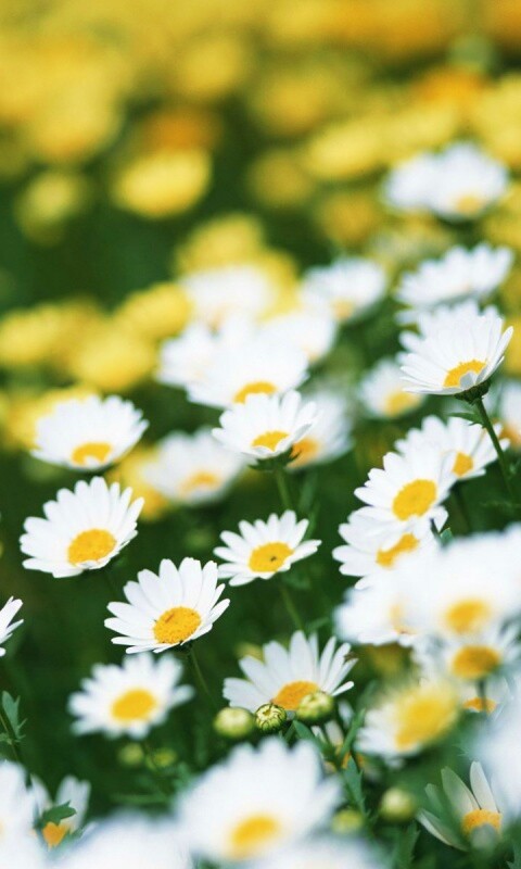 Ромашковое поле обои