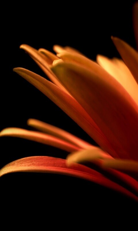 Гербера обои