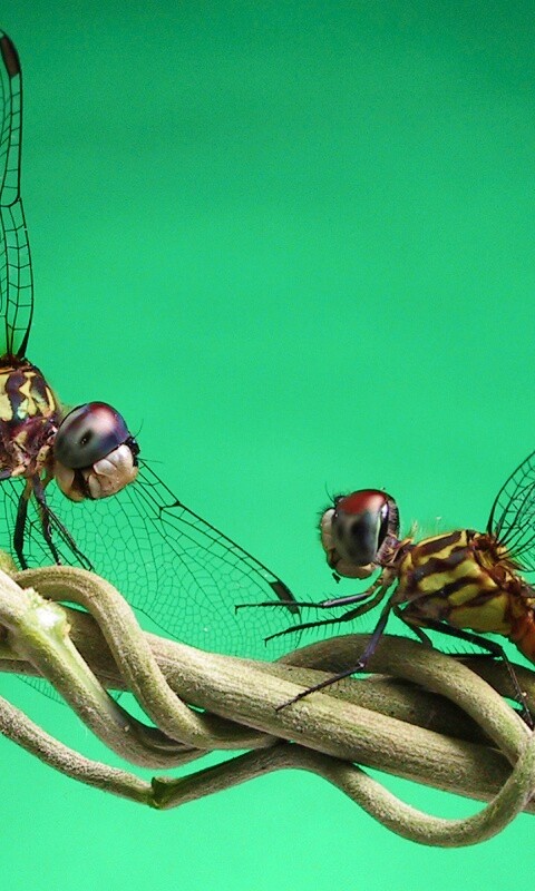 Две стрекозы обои
