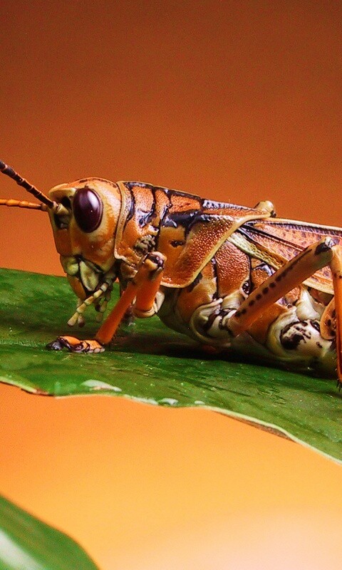 Сверчек на листе обои