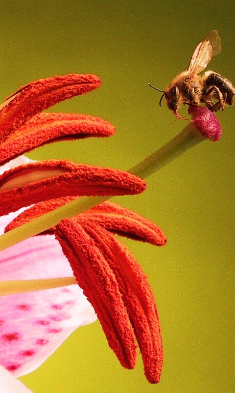 Трудолюбивая пчела на прекрасном цветке обои