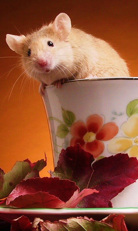 Мышонок выбирается из чашки обои