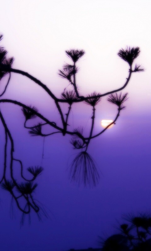 Ленкоранская акация на фоне синего заката обои