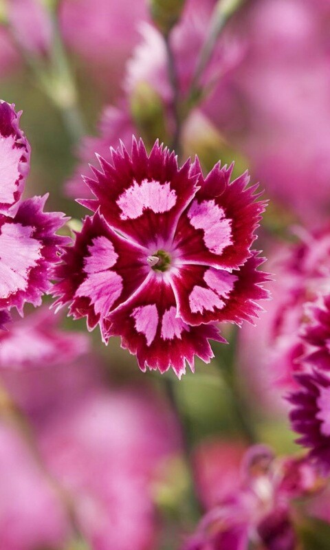 Неизвестные науке цветы обои