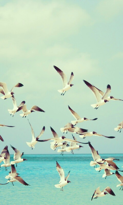 Стая взлетающих чаек обои