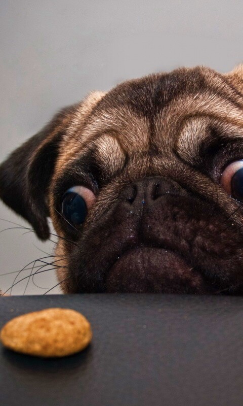 Собака нашла печеньку обои
