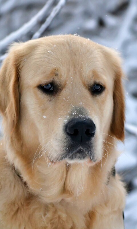 Собака зимой обои