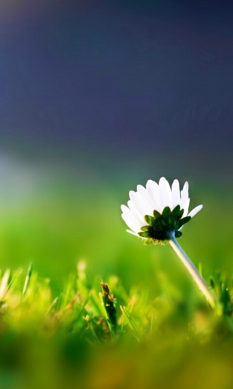 Цветок на траве обои